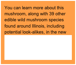 You can learn more about this mushroom, along with 39 other edible wild mushroom species found around Illinois, including potential look-alikes, in the new book “Edible Wild Mushrooms of Illinois and Surrounding States” (2009 University of Illinois Press).