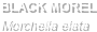 BLACK MOREL
Morchella elata