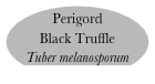 Perigord Black Truffle
Tuber melanosporum