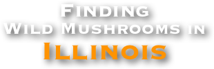 Finding
Wild Mushrooms in Illinois