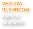 MEADOW MUSHROOM
Agaricus campestris